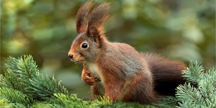 GreenappsWeb's tweet photo. Registering mammals with Mammal Tracker https://t.co/1fOKjZTzqR @NatureLocator #naturalknowledge https://t.co/UW5UJ9lUe6