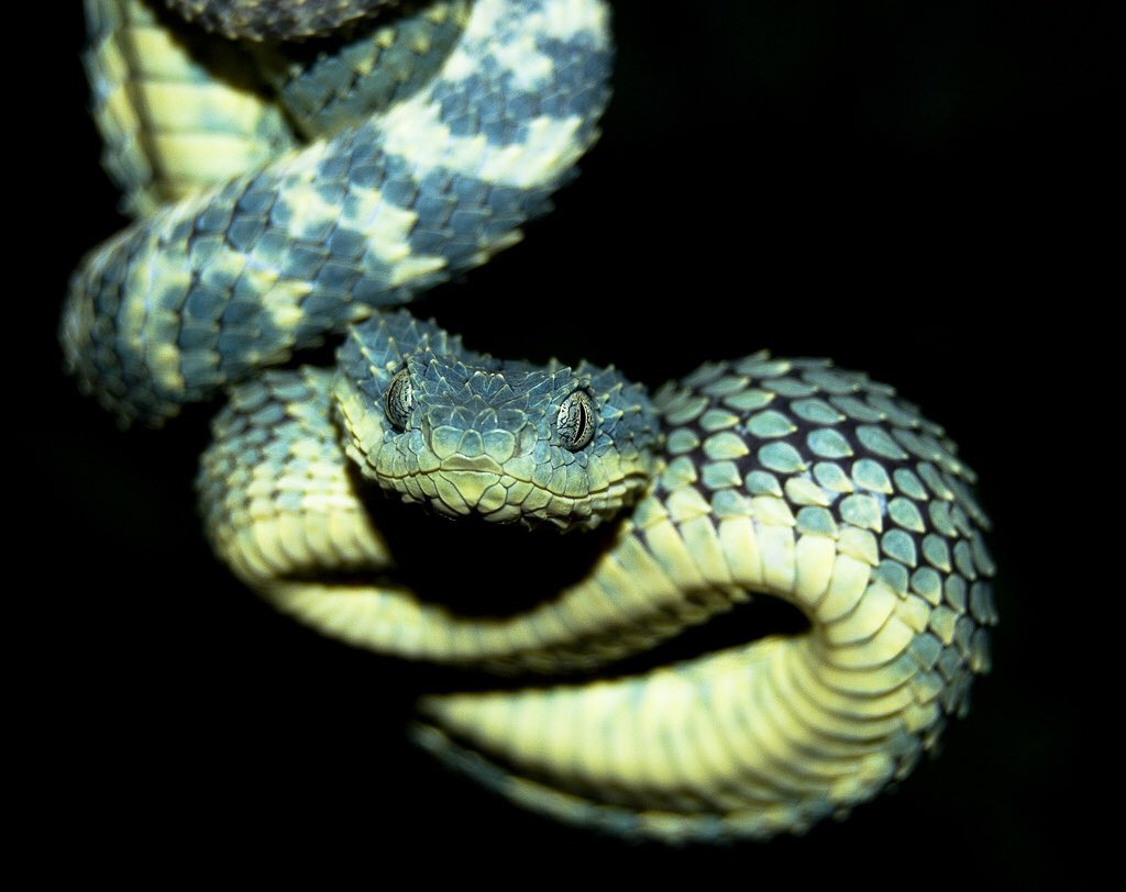 SnakeFax tweet picture