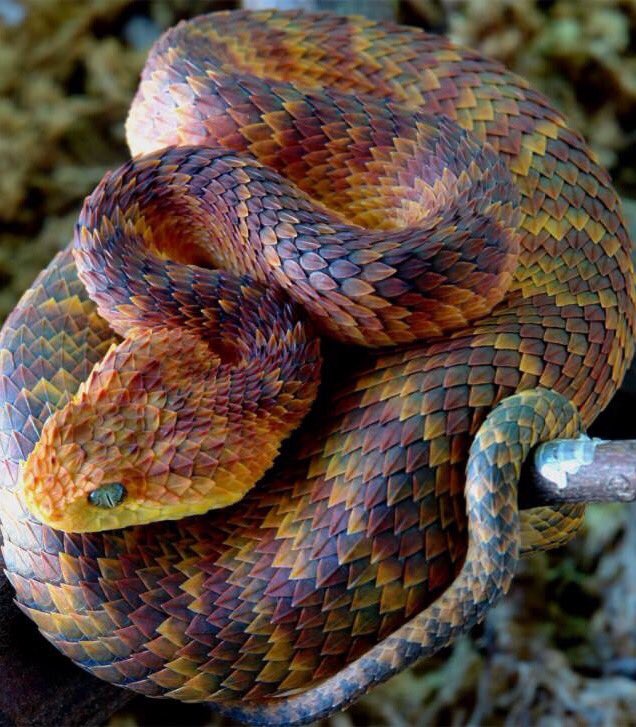 SnakeFax tweet picture