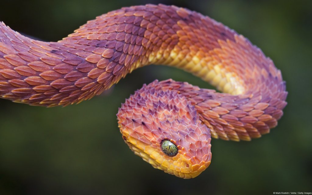 SnakeFax tweet picture