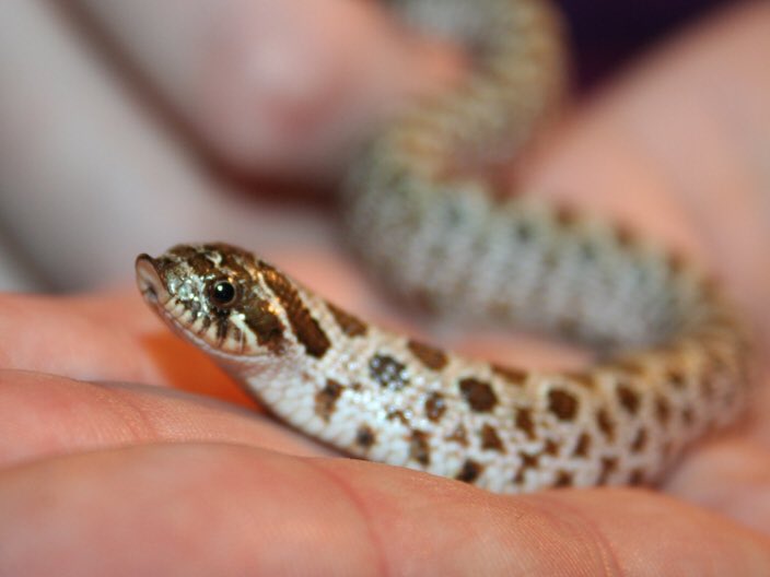 Snake Facts On Twitter Cute Snout Of A Hognose Snake Https T Co 5ataqdrafn,Chicken Dressing Casserole With Boiled Eggs