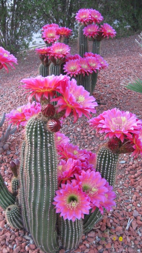 CactusDelMundo's tweet photo. We are twitter of cactus, followme #iwannabesuptar #m88quiz #kcaargentina https://t.co/IutkFxjdVp
