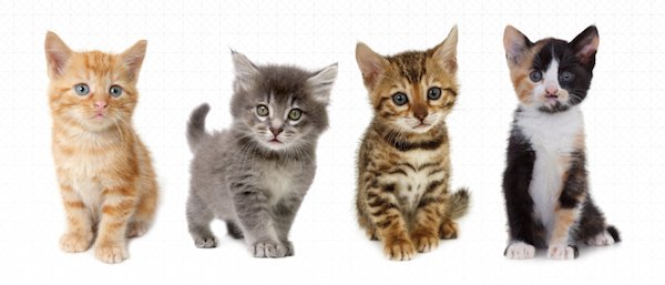 Uber's tweet photo. Cat's out of the bag—#UberKITTENS are back! Find the purrfect cat-didate to adopt tomorrow: https://t.co/9SLCixl5o2 https://t.co/QpEYLKIAH0