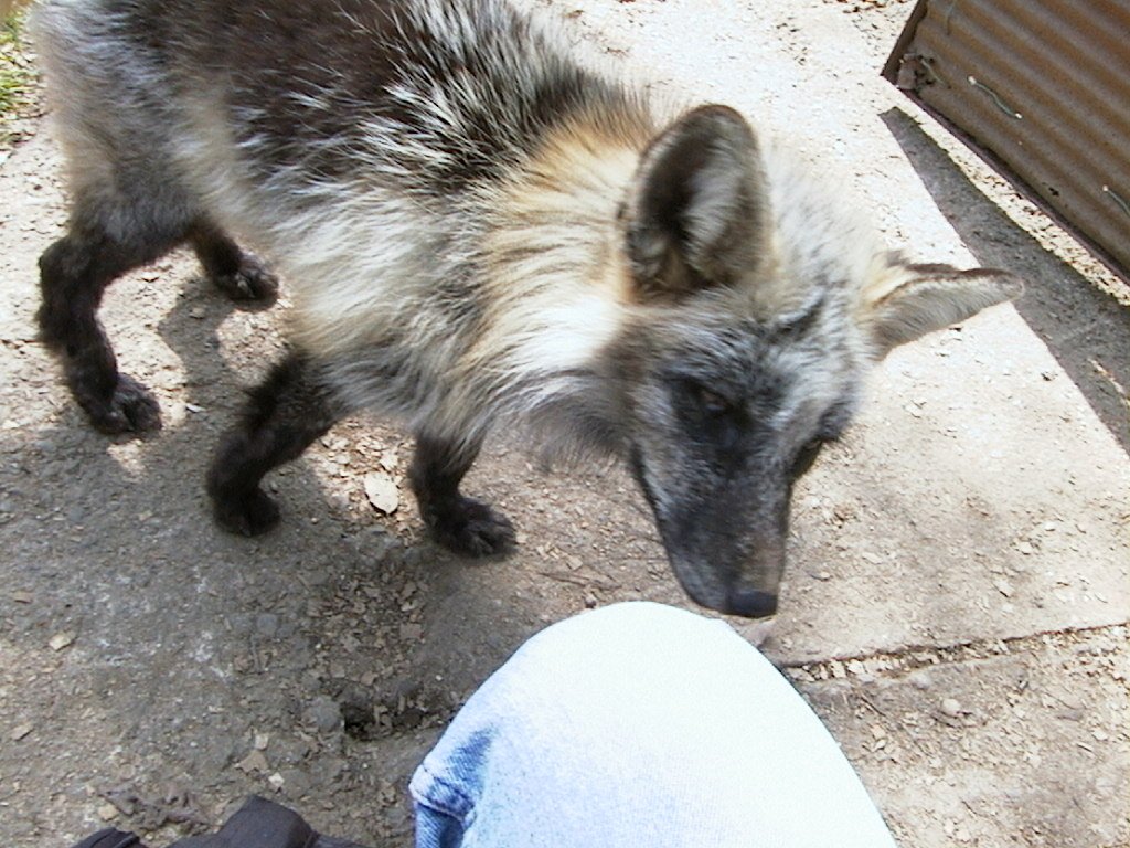 ふわり～く tweet media