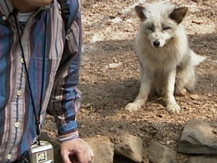 ふわり～く tweet media