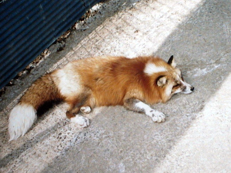 ふわり～く tweet media