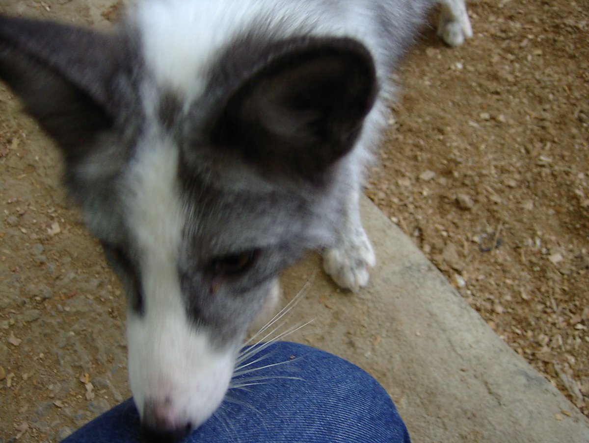 ふわり～く tweet media