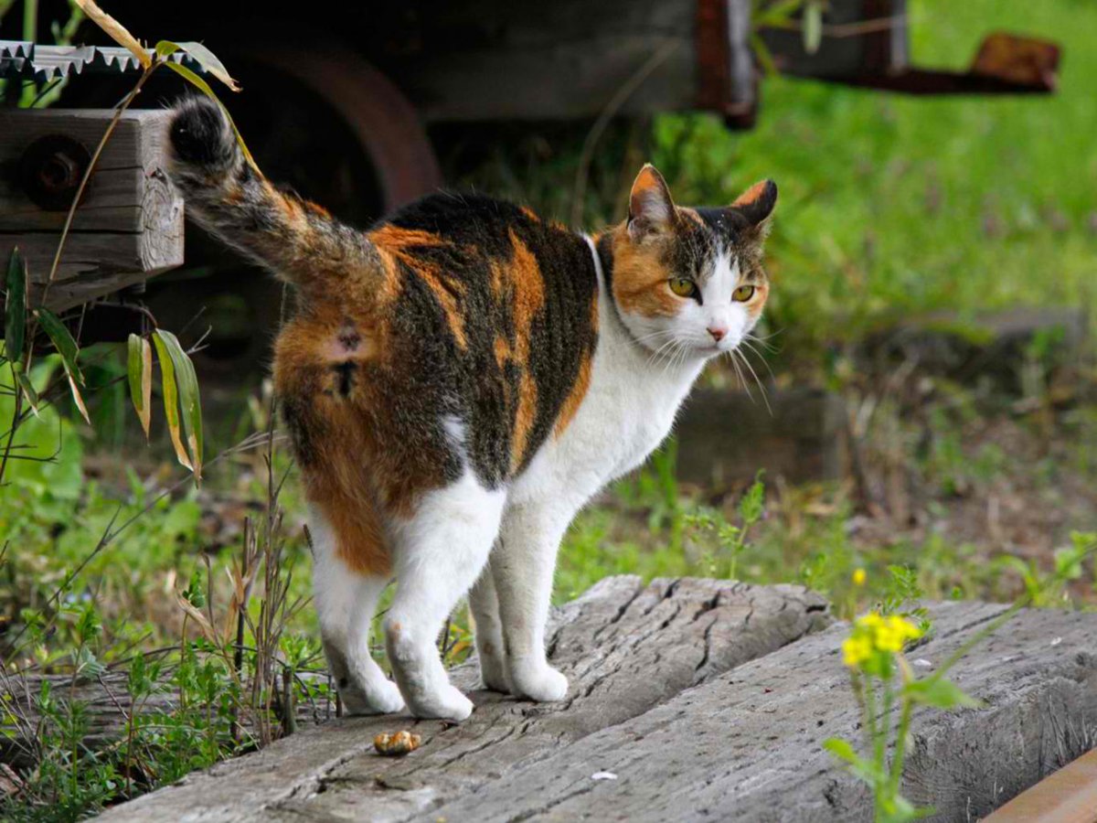 petropolist's tweet photo. A cat's level of aggressiveness could depend on its colour https://t.co/MnrrTK3FzF https://t.co/EC1uw5z7td https://t.co/7nbMrhwtRI