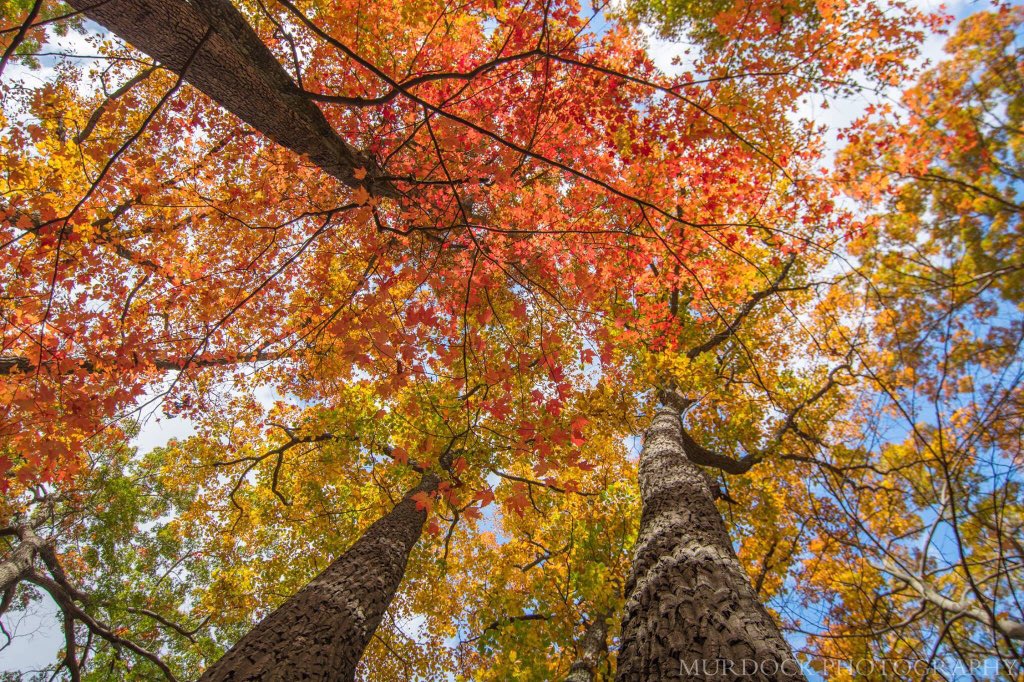 MurdockPhotosWx's tweet photo. @NikonUSA The best state to photograph fall foliage with Nikon Cameras is my Home State of Ohio! #NikonFallOH https://t.co/kDlWuBj9F4