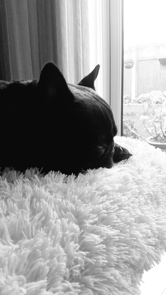 Ricarcin84's tweet image. My baby boy Porto #FrenchBulldog @DogsofDub @frenchbull @FrenchieNews @ThePudgeMM @BullyMiaTJ @RealHughJackman