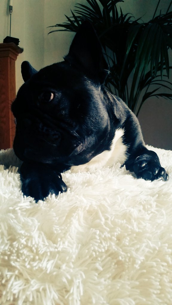 Ricarcin84's tweet image. My baby boy Porto #FrenchBulldog @DogsofDub @frenchbull @FrenchieNews @ThePudgeMM @BullyMiaTJ @RealHughJackman