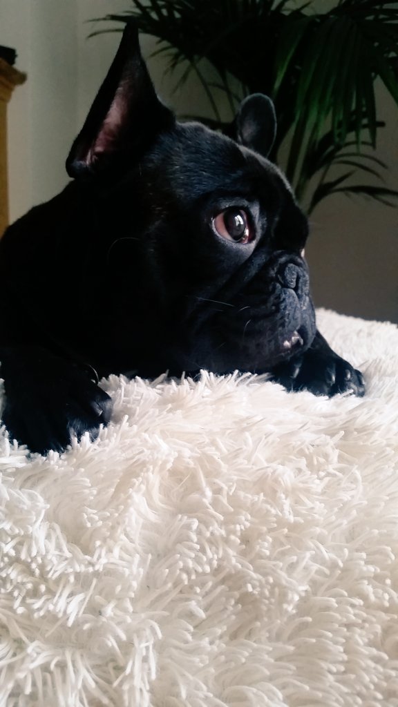 Ricarcin84's tweet image. My baby boy Porto #FrenchBulldog @DogsofDub @frenchbull @FrenchieNews @ThePudgeMM @BullyMiaTJ @RealHughJackman