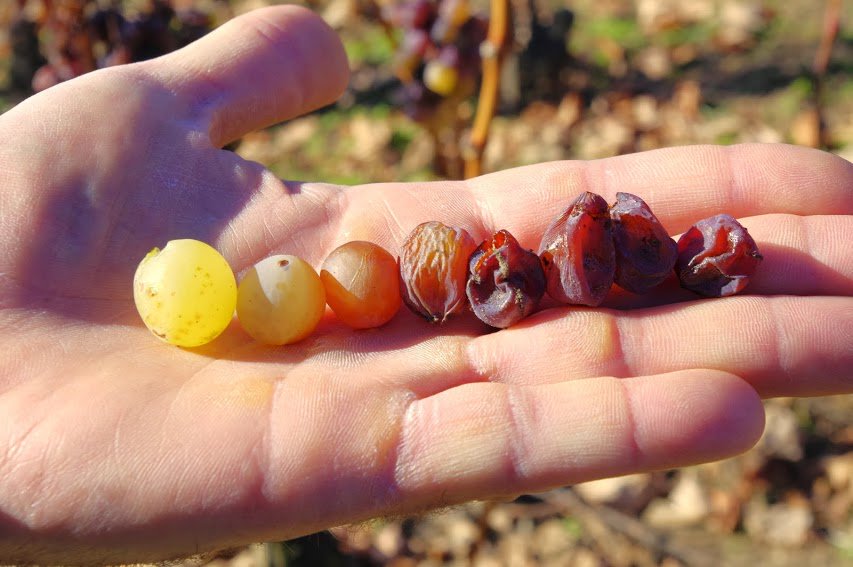 from ripe grape (dry wine) to perfectly shrivelled #aszú berry!
#enjoytokaj #tokaj @#disznoko #vintage2015