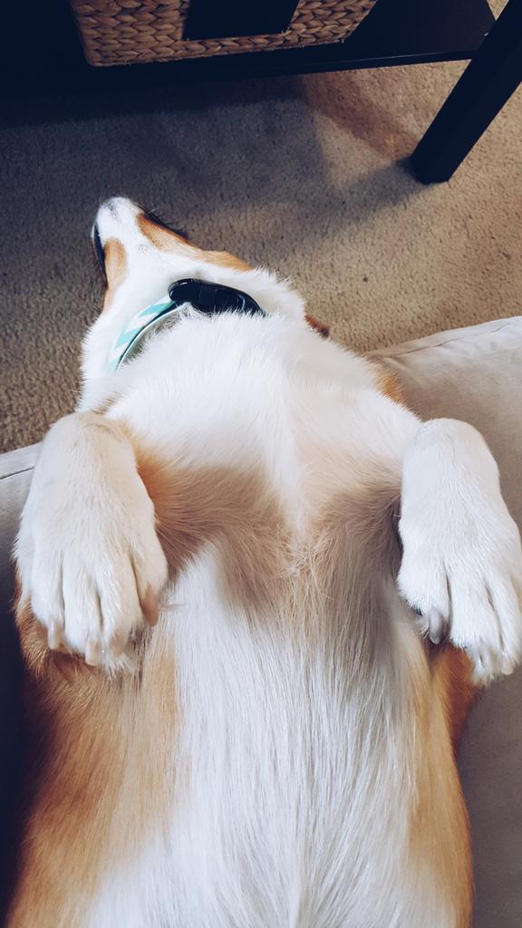 SEASunDodger's tweet photo. Toby is super excited to be home. I think. https://t.co/2Ixx5Mv6dm