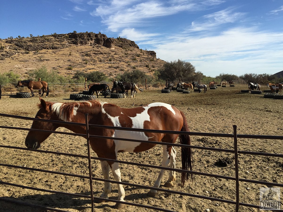 Cowboy Trail Rides tweet media