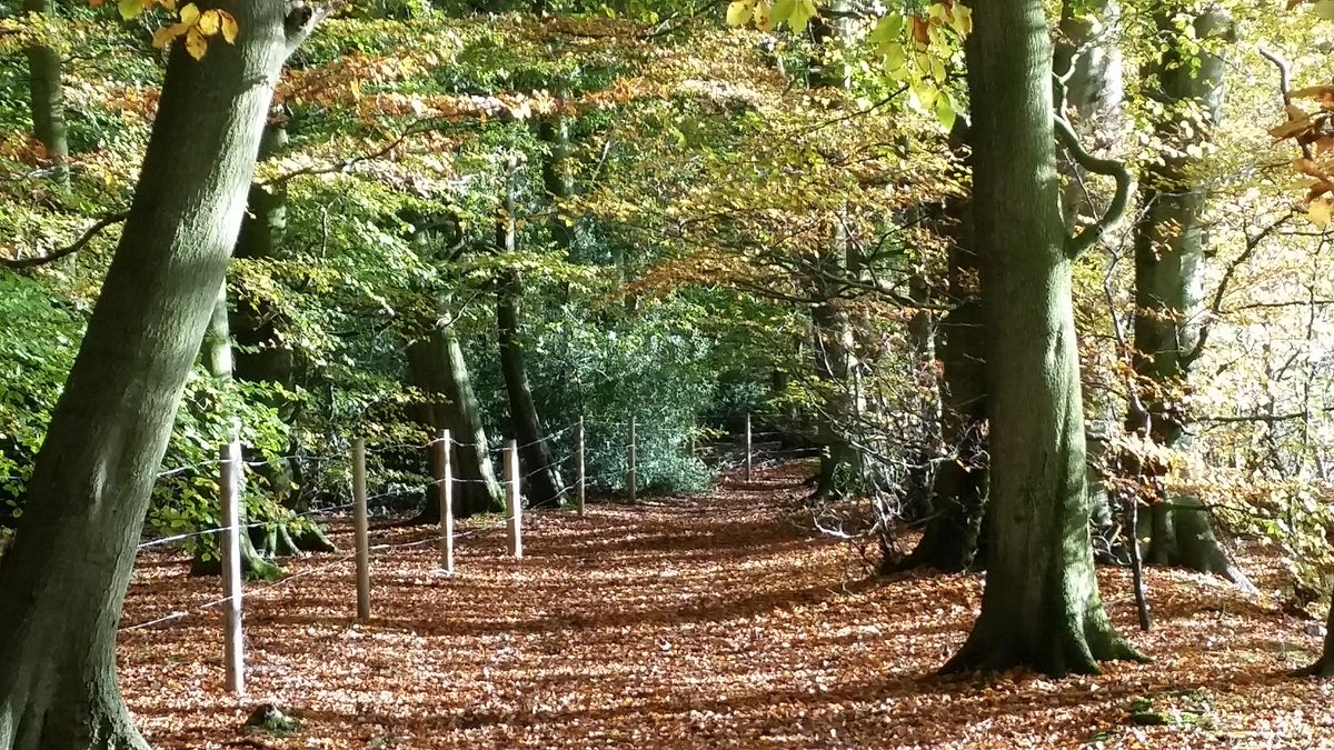 harrowhughenden's tweet image. The beauty of a leafy autumn sun in #hughendenvalley