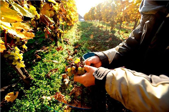 .<a href="/PatriciusTokaj/">Patricius Wine Tokaj</a>: They say truly great wine is made in the vineyard, not the winery: fb.me/4kPf3b086