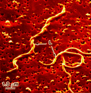 ScalarLight's tweet photo. WHAT TO ANTICIPATE WHEN TREATED WITH THE SCALAR ENERGY PATHOGENIC CLEANSE
https://t.co/pssH9Sn4Ir https://t.co/3UWpaGu1S4