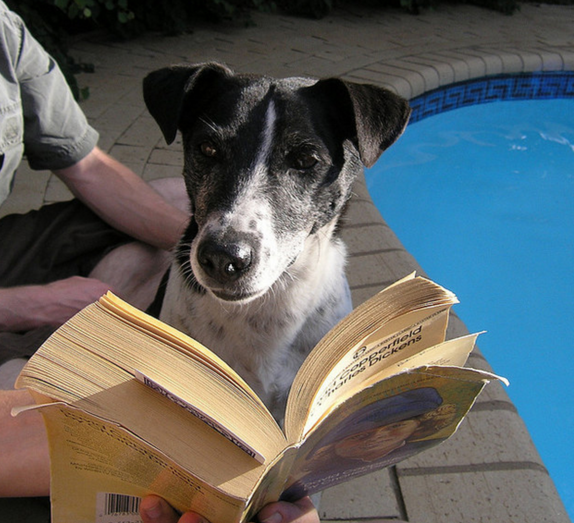 Book my dog. Плохая собака книга. Dog book. Dog with book. Cute Words for Dogs.