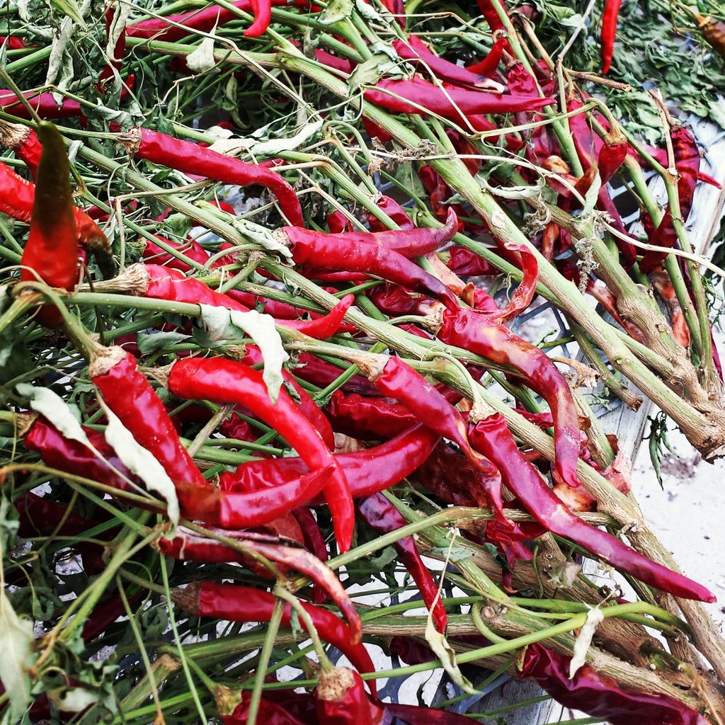 StillLifeFarm's tweet photo. #wintercsa #hotpeppers  @stilllifefarm
Peppers drying for use later this winter! https://t.co/tHUTVQ9Bvo