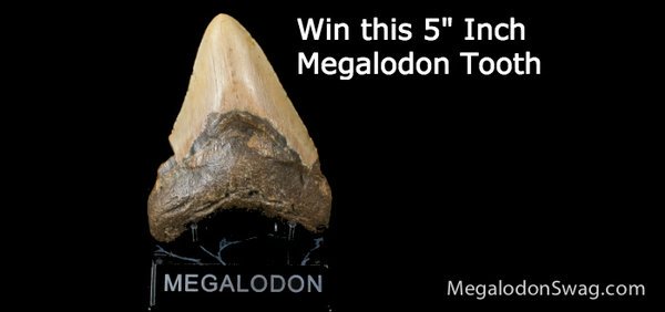 SwagMegalodon's tweet photo. @megalodondubs Enter to win a real, 5 inch, fossil Megalodon tooth.  https://t.co/ry31y59ShV https://t.co/i32vPR4nuj
