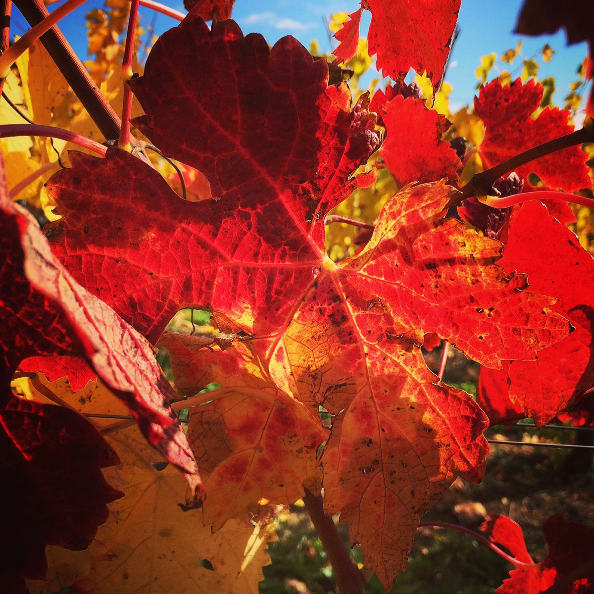 #autumn colors in Trocard Monrepos #vineyard <a href="/Prodelsur1/">Productos del Sur 1</a> <a href="/colariswijn/">Wijnhandel Colaris</a> <a href="/Specs1962/">Spec's</a> <a href="/PlaneteBordeaux/">Planete Bordeaux</a> <a href="/SelectFrechette/">Fréchette, Vins d’exception</a>