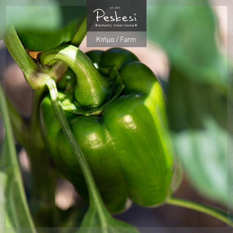 Peskesi's tweet photo. Γνωρίζατε ότι μία κούπα πράσινες ωμές #πιπεριές περιέχει μεγαλύτερη ποσότητα σε βιταμίνη C από το πορτοκάλι; https://t.co/zDCoEEtuN8