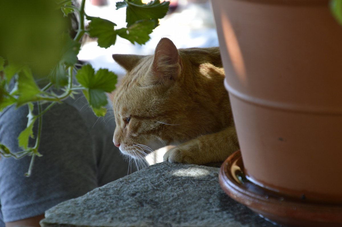 SParksauthor's tweet photo. Outdoor Greek restaurant. Good food. Good companions. Purrfect. #Cats #DoneWithTheFish yet? https://t.co/Ne8vqIF0Ko