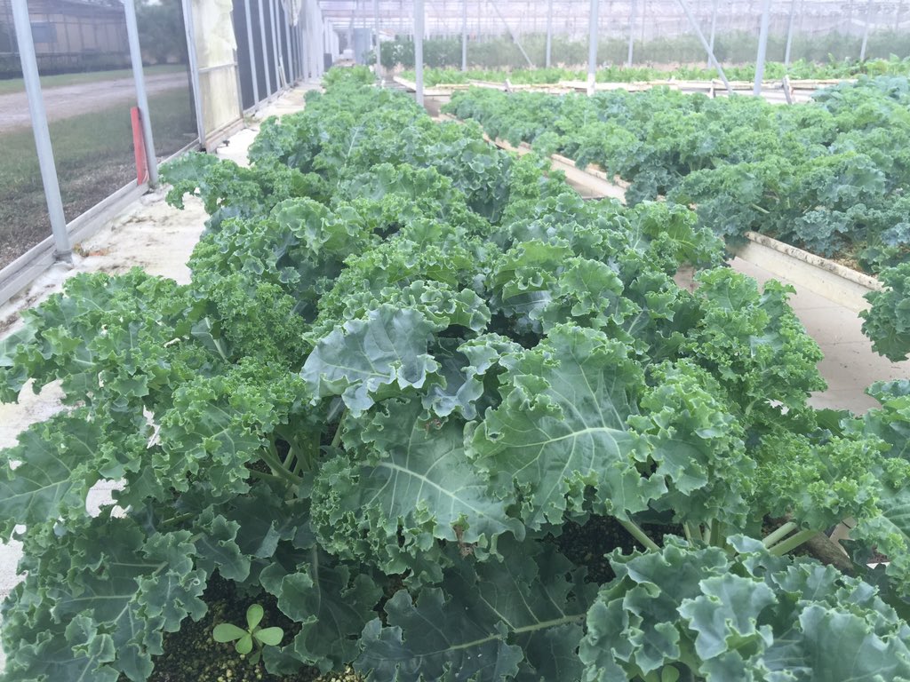 michael_borek's tweet photo. All the greens look great for the open house this Sunday! https://t.co/U4JCjliUo0