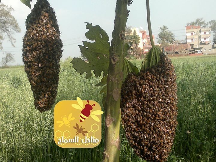 طرود النحل ف مصر