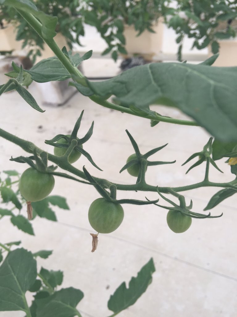 michael_borek's tweet photo. First baby heirlooms, not ready yet but it won't be long! https://t.co/Y9IRSixEwt
