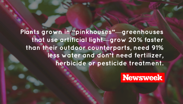 Newsweek's tweet image. "Pinkhouses" are already being used in the U.K., the Netherlands, Boston and in Bryan, Texas bit.ly/1LP7tdY