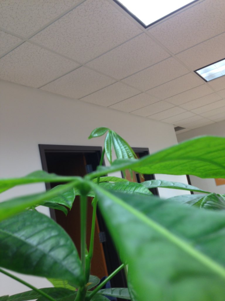 DeMarcoPolo29's tweet photo. Started from the bottom, now we're here #yolo @Drake #leaflove #growsohard #hotlinebling #hotvinebling #imaplant https://t.co/6Ngy24LAXb