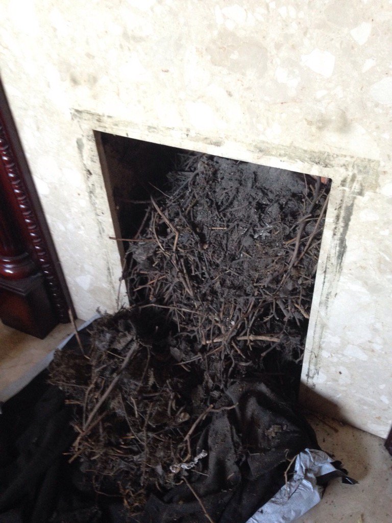 This is the 4th chimney today I've unblocked due to birds nest. Blocked flues can kill.😁😁