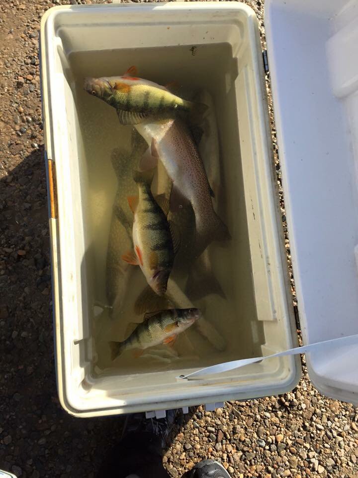 lelaniblack's tweet photo. Out-fished two master #anglers and caught 2 perch, 2 pike, and 1 'bow (3 getaways) #Pikeslayer🎣 #Fishing #boating😊 https://t.co/3k6aWvmLrZ