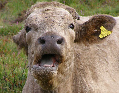MEPs vote to cap some agricultural emissions, but not cow burps euractiv.com/sections/agric… #airqualitydirective