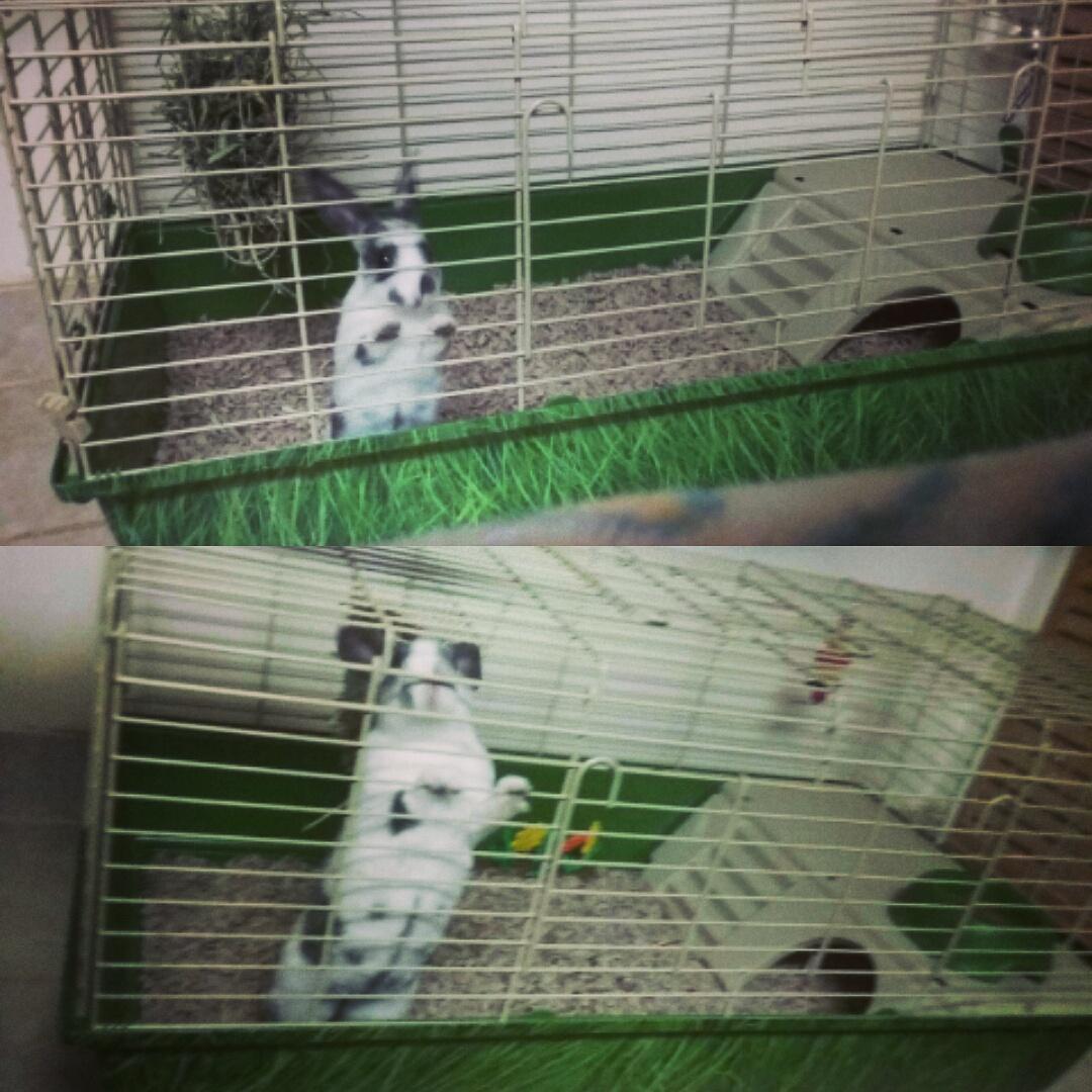 My peanut butter is growing 😙🙈❤🐇