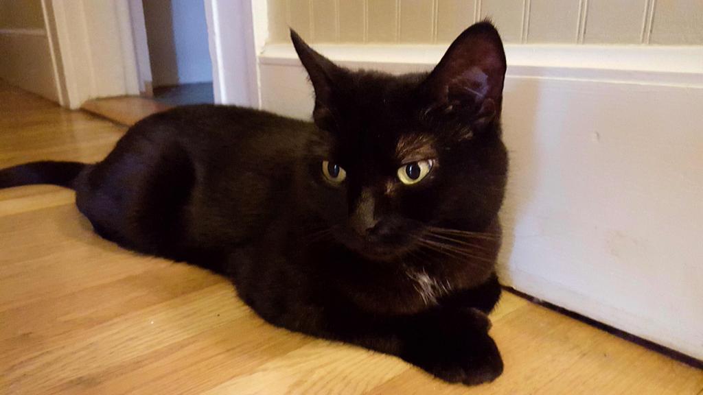 IonicIon's tweet photo. Happy #whiskerswednesday ! How many whiskers do you see? https://t.co/6fIDxAaF1j