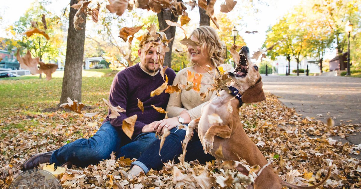 HuffPost's tweet image. Jealous pup epically photobombs owner's engagement pics huff.to/1GHh6ew