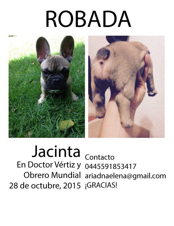 Abi (@abi_mt) on Twitter photo Por favor ayuda! Lo arrebataron de las manos a una amiga! <a href="/PrrosPerdidosMX/">PerrosPerdidosMx</a> @PerroContentoMx <a href="/SeguridadDF/">Seguridad DF</a> <a href="/juli_iluj/">juliana salazar</a> Por favor ayuda! Lo arrebataron de las manos a una amiga! <a href="/PrrosPerdidosMX/">PerrosPerdidosMx</a> @PerroContentoMx <a href="/SeguridadDF/">Seguridad DF</a> <a href="/juli_iluj/">juliana salazar</a>