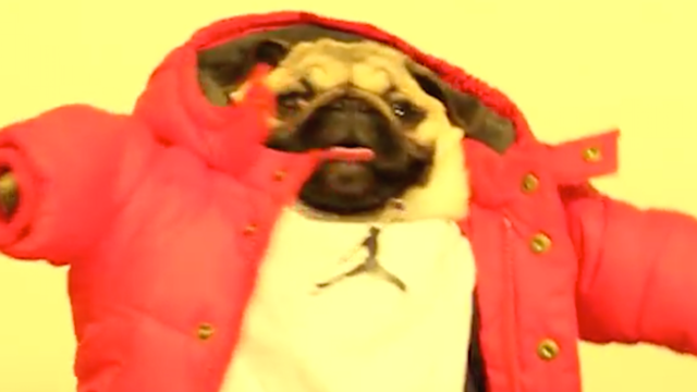 someecards's tweet image. The owner of this pug went to a lot of trouble to recreate 'Hotline Bling.' Worth it. go.some.ly/9wUmdGI