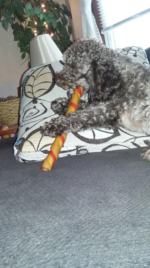 ClarkRabbitt's tweet photo. @rixxy331 
Toby enjoying his new chewy https://t.co/6STDdzzMz4