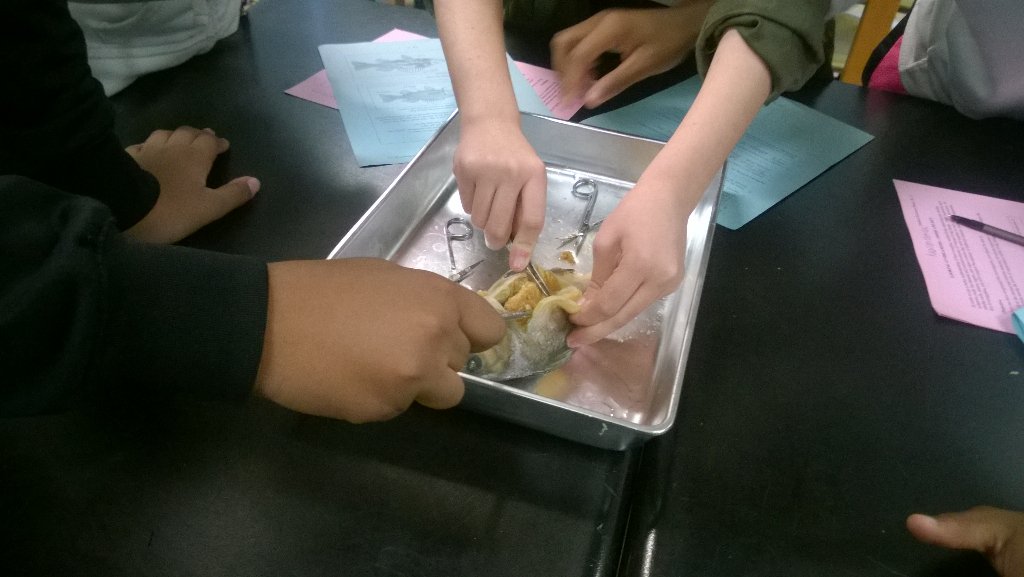 vivacia21's tweet photo. Comparing structure and function...#perchdissection #hands-on #studentcentered @PeregoyBCPS @LochRavenAcad @BCPSSci https://t.co/tYjlhqFCrP
