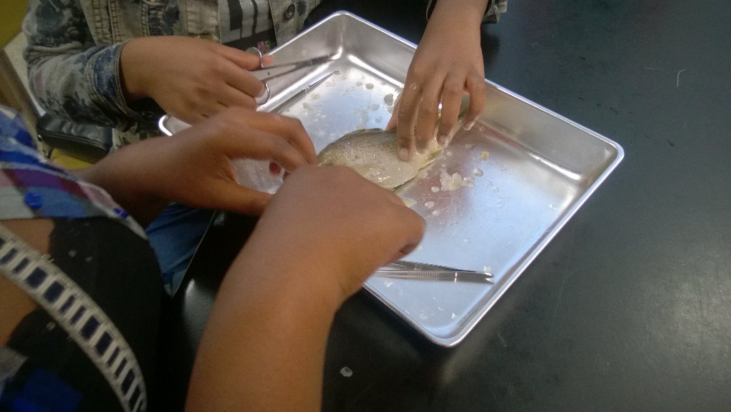 vivacia21's tweet photo. Comparing structure and function...#perchdissection #hands-on #studentcentered @PeregoyBCPS @LochRavenAcad @BCPSSci https://t.co/tYjlhqFCrP