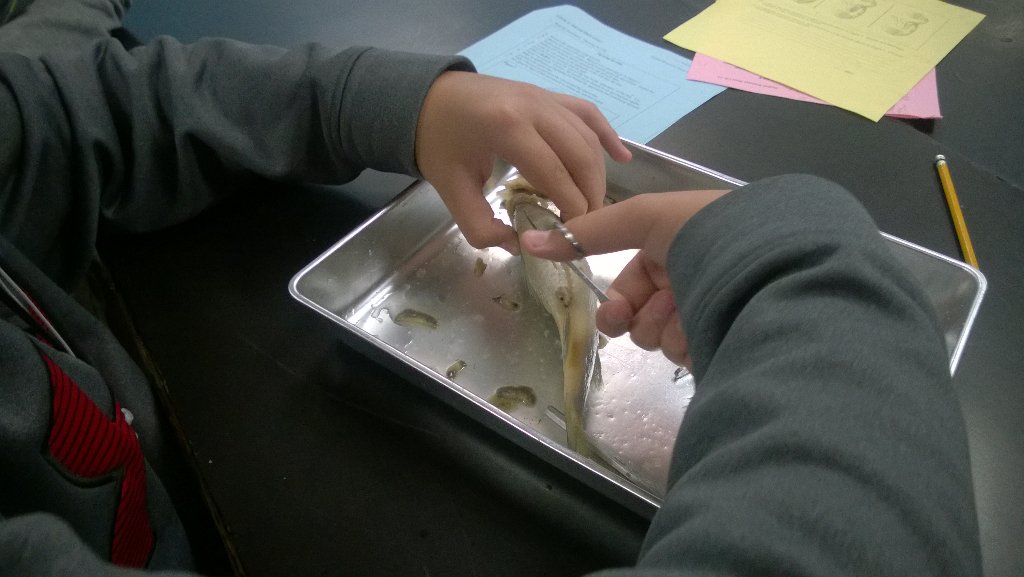 vivacia21's tweet photo. Comparing structure and function...#perchdissection #hands-on #studentcentered @PeregoyBCPS @LochRavenAcad @BCPSSci https://t.co/tYjlhqFCrP