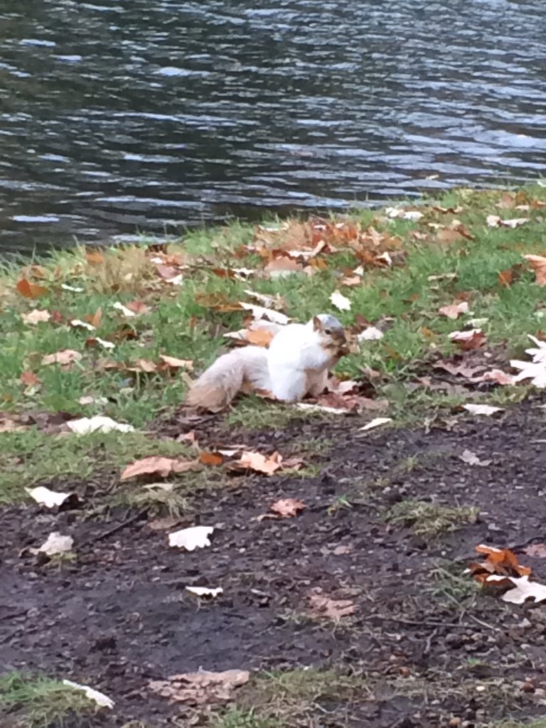 chiller_24's tweet photo. A rare white squirrel calls #IowaState home! Finding him twice in a week has to be a good omen, right? @ISUSquirrels https://t.co/G5M1sqbQZV