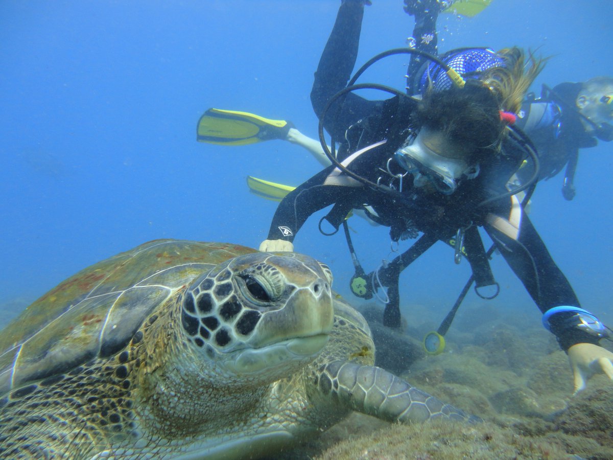 Dive in Tenerife with seascuba 
seascuba.es
#Buceo #Scuba #Dive #Diving #SnorkelTrip #Padi #Tenerife