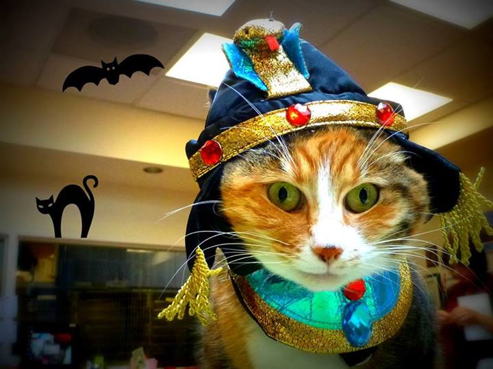 pettalkoregon's tweet photo. Make sure to treat #pets by being safe this #Halloween. #PDX
https://t.co/kXAncpCDCU https://t.co/JELGGeaejx