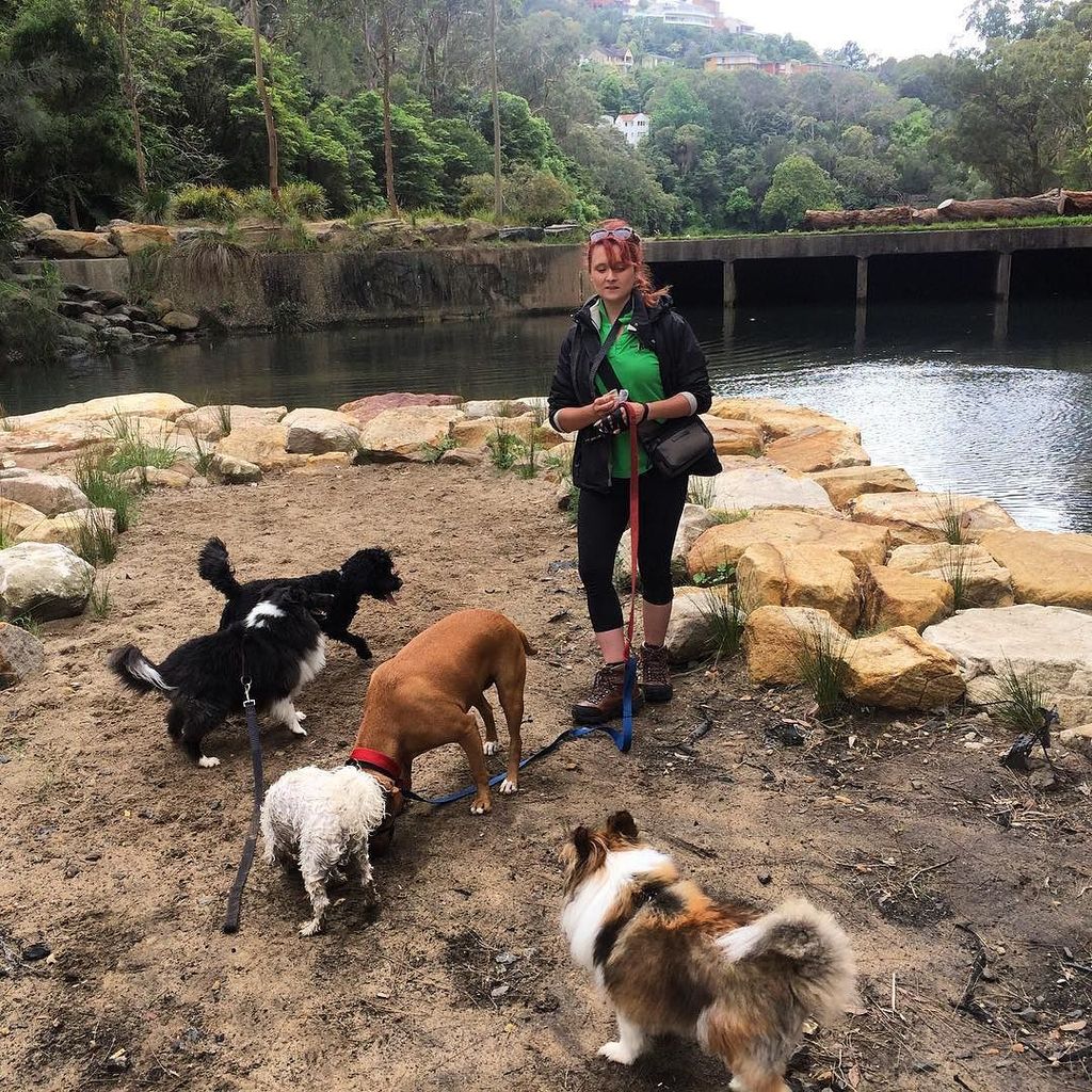 WoofGroup's tweet photo. Yesterday's adventure! #tunkspark #dogsofinstagram #icanteven #instapuppy #cutepets #instadog #ilovedogs #petsgram… https://t.co/6tT7JhYhvH