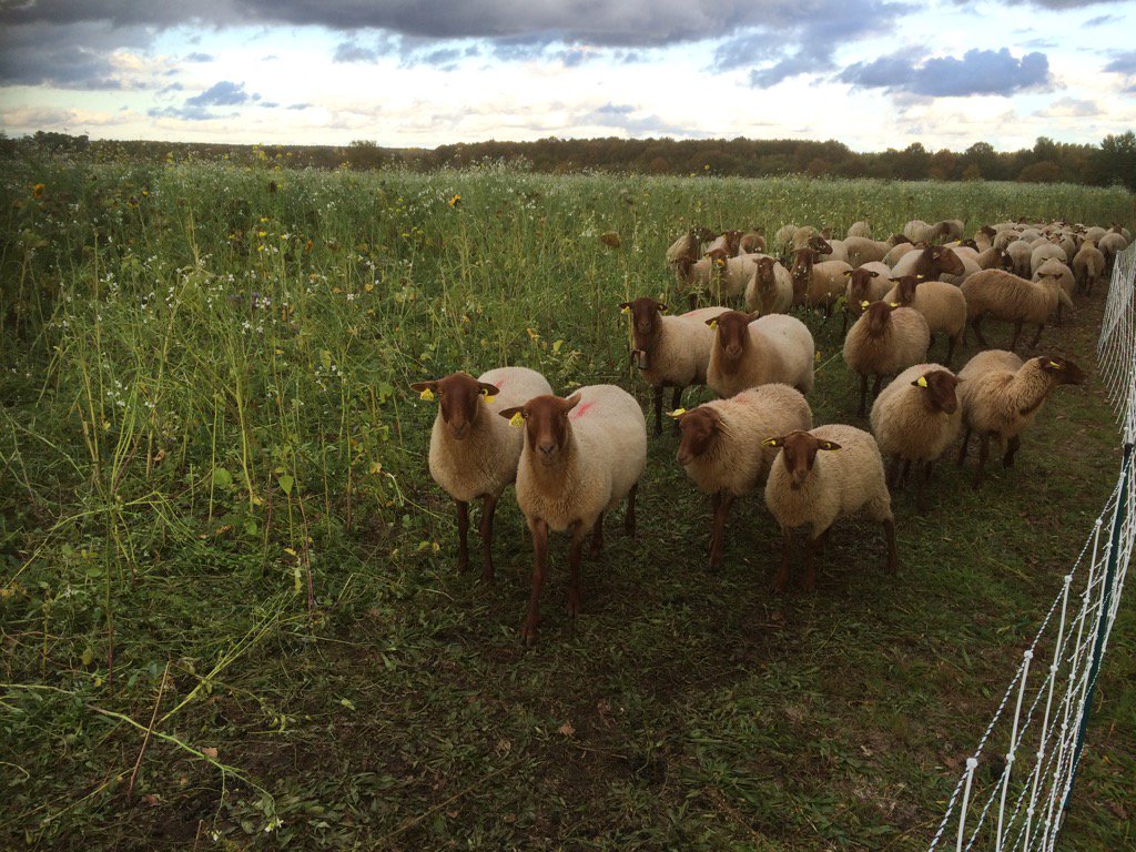 FthomasTcs's tweet photo. Les moutons commencent a pâturer un biomax. Pas facile de les trouver dans une végétation qui fait 2 m de haut https://t.co/IA4a19gsIc